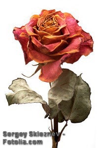 Single dry rose