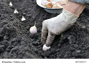 planting the garlic